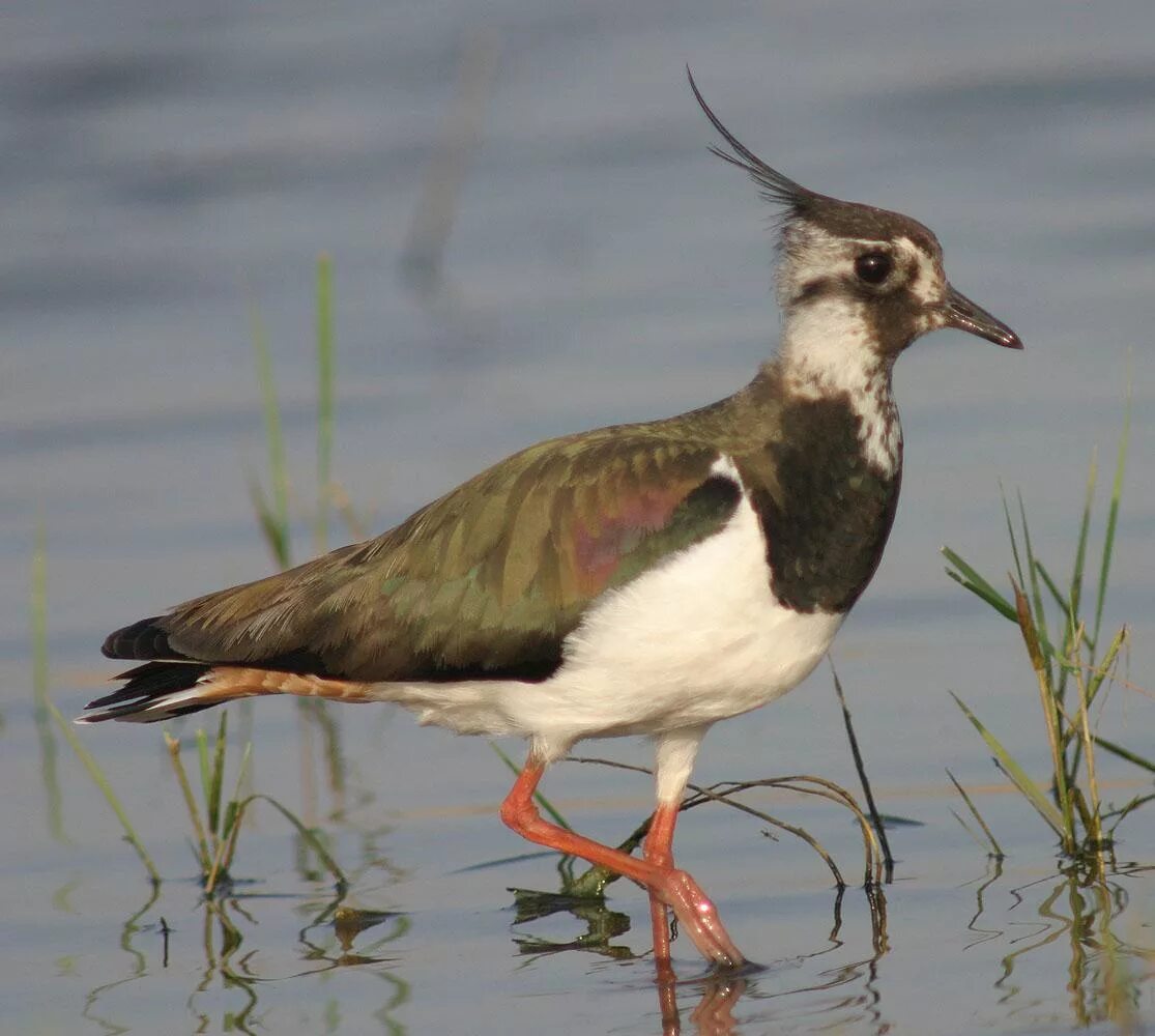 Чибис. Vanellus melanopterus. Худоногий Чибис. Чибис птица.