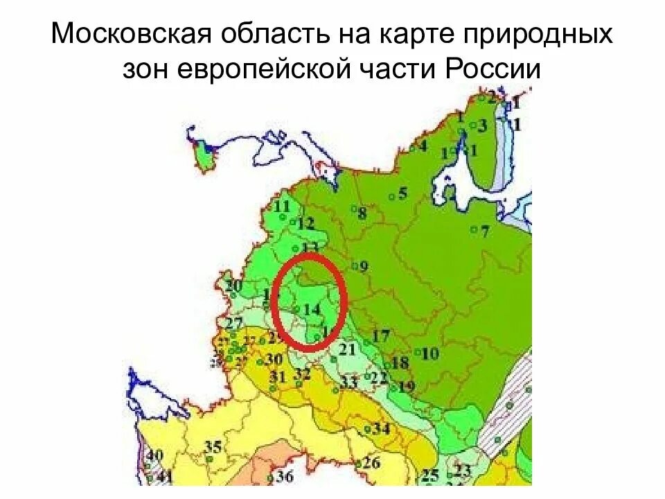Природные зоны Московской области карта. Природные зоны Подмосковья. Природные зоны европейской России карта. Природно климатическая зона Московской области
