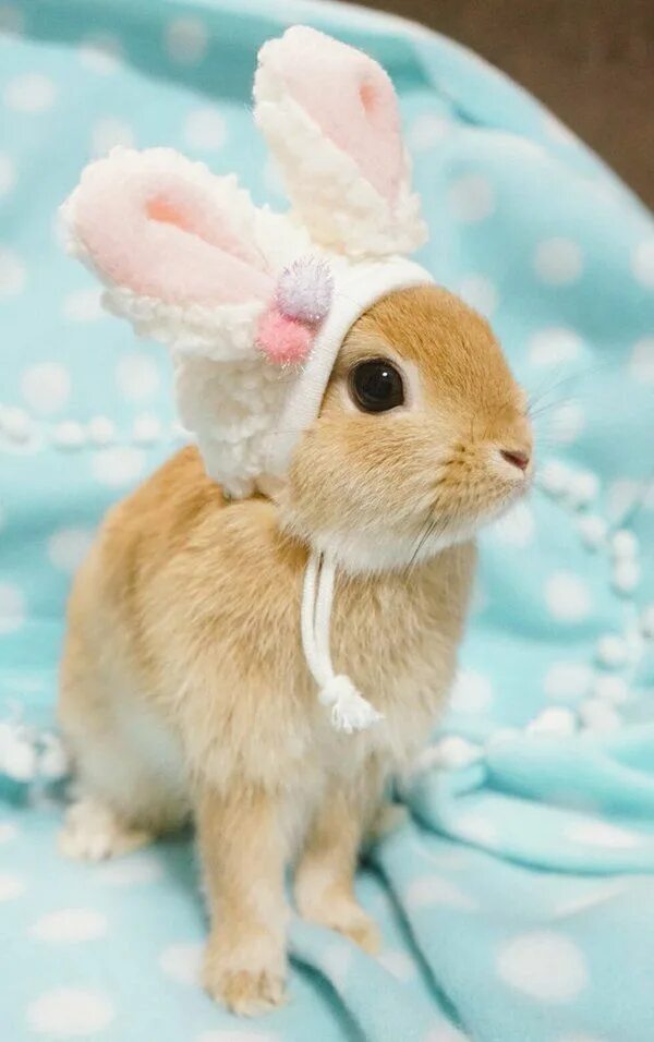 Включи про кролика. Милые зайчики. Настоящие зайчики. Красивый зайчик. Очень милый кролик.