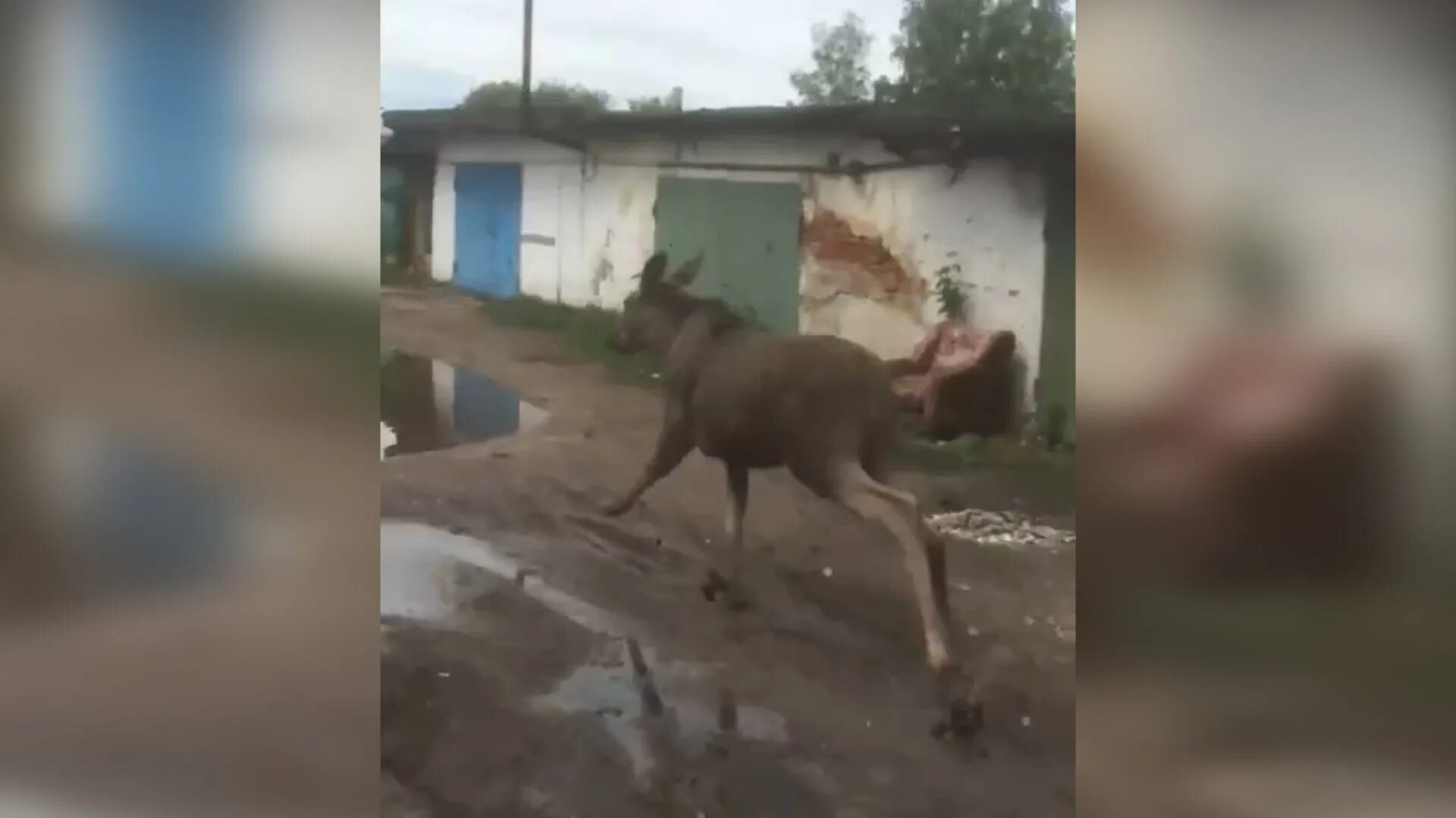 Лось в городе. Лось Юзеф Доминикович. ТСН лоси. Бешеный Лось.