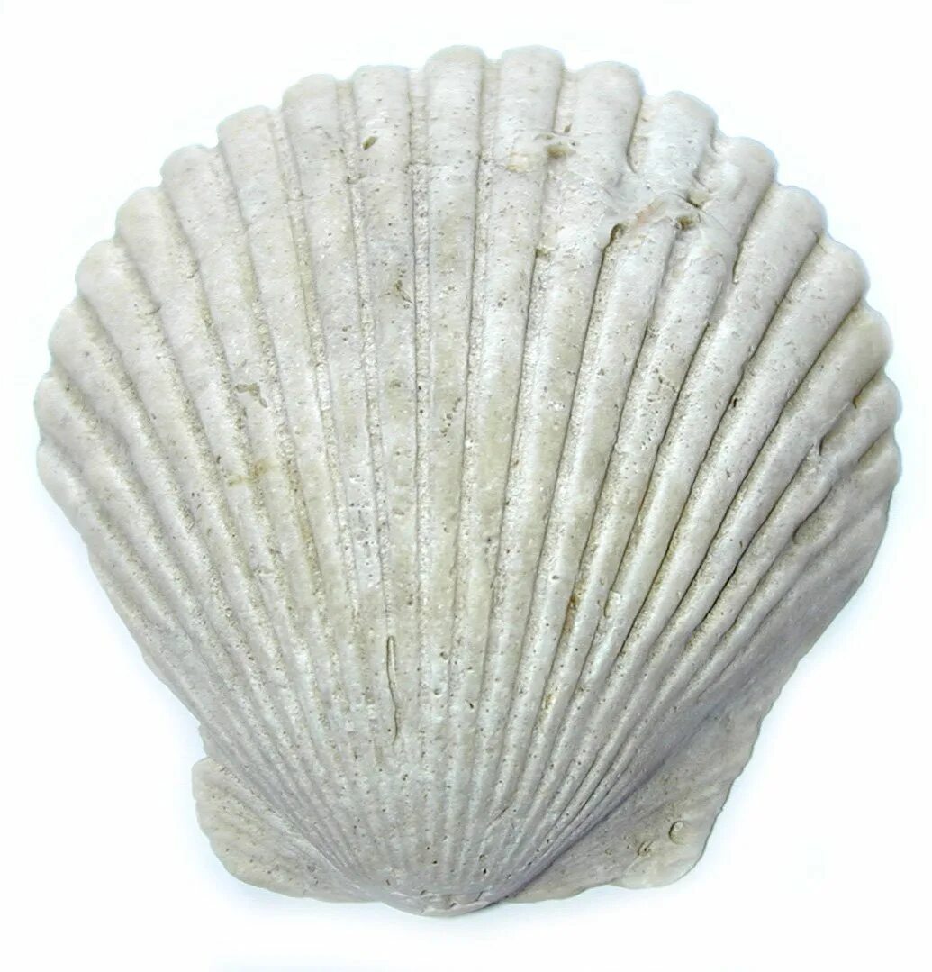 Окаменелые морские гребешки. Ракушка конх. Shell grey. Серая ракушка. Ракушка серая.