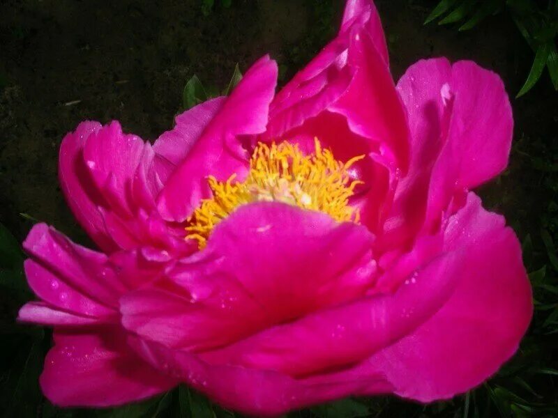 Paeonia Paula Fay - � � � � � � � � � � � � Flowers photography, Garden design, 