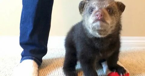Slow bear