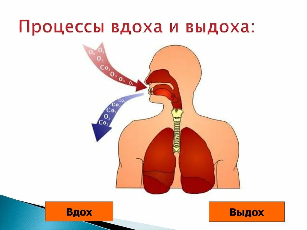 Дыхательная система человека вдох и выдох. Схема дыхания человека вдох выдох. Процесс дыхания человека схема. Процесс вдоха и выдоха. Как называется процесс дыхания человека