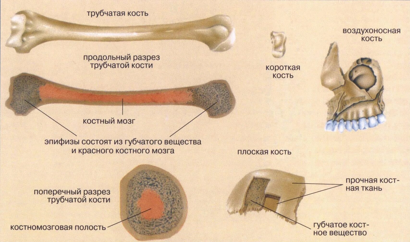 Какой тип костей. Классификация костей трубчатые. Типы костей трубчатые губчатые плоские. Строение трубчатой и губчатой костей. Губчатые трубчатые плоские кости строение.