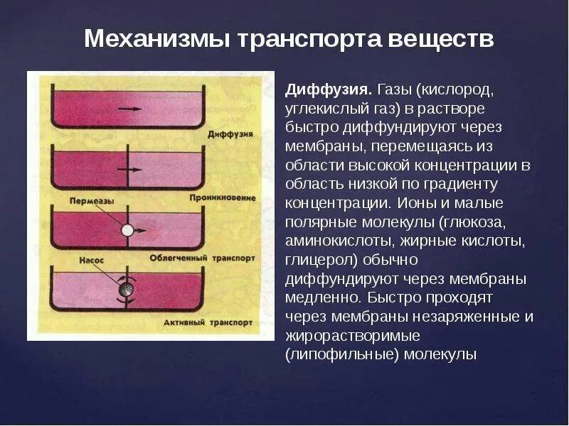 Примером является диффузия углекислого газа. Механизмы транспорта веществ. облегченная диффузия. облегченная диффузия транспорт веществ. диффузия углекислого газа через мембрану.