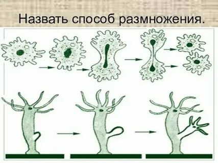 Размножение свойств всех живых организмов