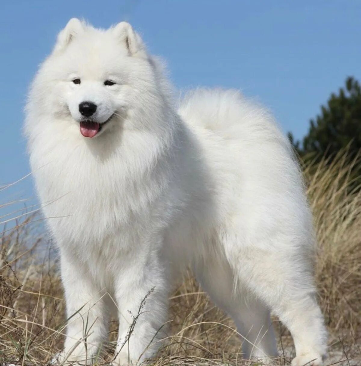 Большая белая собака. Самоедская лайка. Самоед и бордер колли. Большие белые пушистые собаки. Большая белая пушистая собака порода.