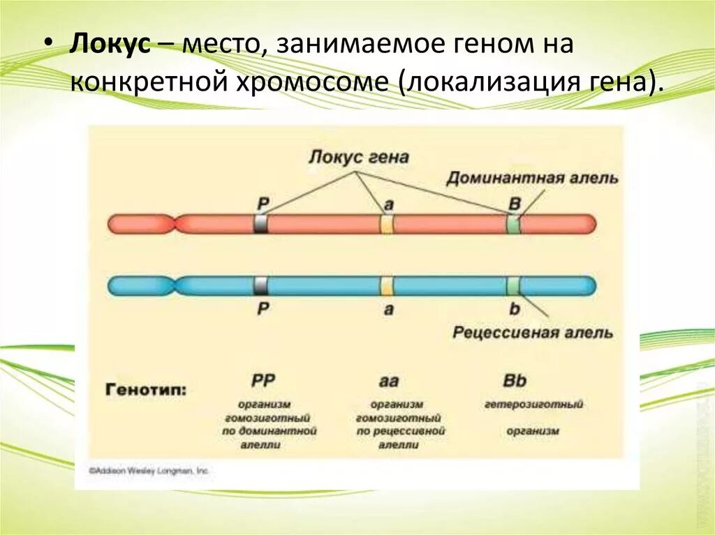 Локус и аллель