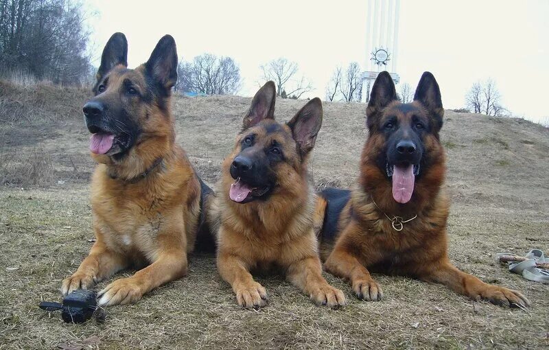 щенок немецкой овчарки 3 месяца. сколько щенят у немецкой овчарки. щенок немецкой овчарки 1 месяц. беременная немецкая овчарка. новорожденные щенки немецкой овчарки.