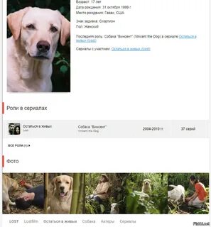 Lost dogs за что голосовать