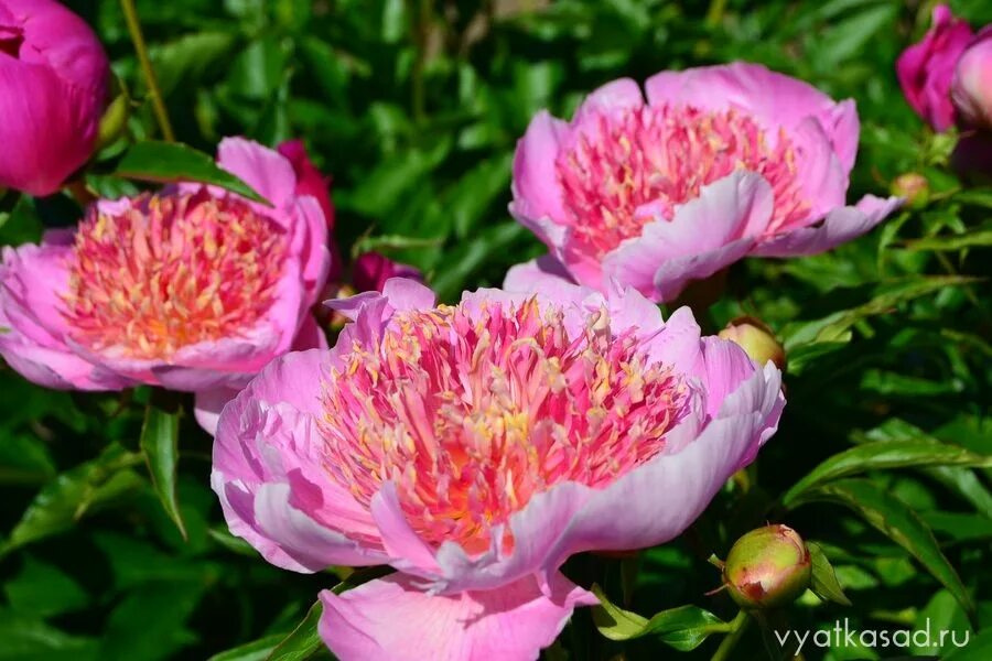 Paeonia Жемчужная Россыпь - YouTube