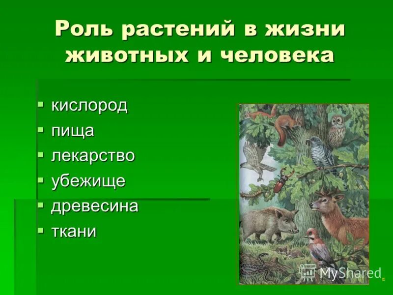 Роль в жизни человека хищных