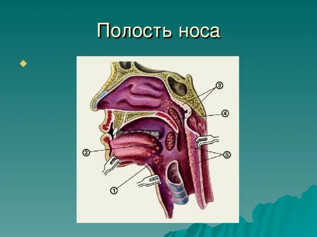 Основные функции полости носа. Основные функции носовой полости. Функции носовой полости полости. Что является основной функцией носовой полости.