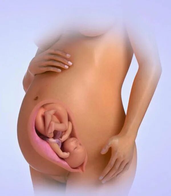 Плод на 34 неделе беременности. Малыши в животе 34 недели. 34 недели что происходит с мамой