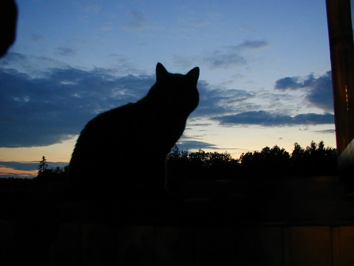 Кошка ночью. Одинокая кошка. Кошка одиночка. Серая кошка ночью. Песня кошка ночь