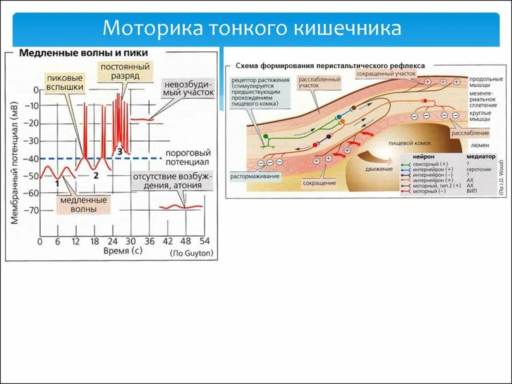 Типы моторики. Регуляция моторики тонкой кишки физиология схема. Миогенная регуляция моторики тонкой кишки. Регуляция моторики тонкого кишечника схема. Регуляция моторики толстой кишки.