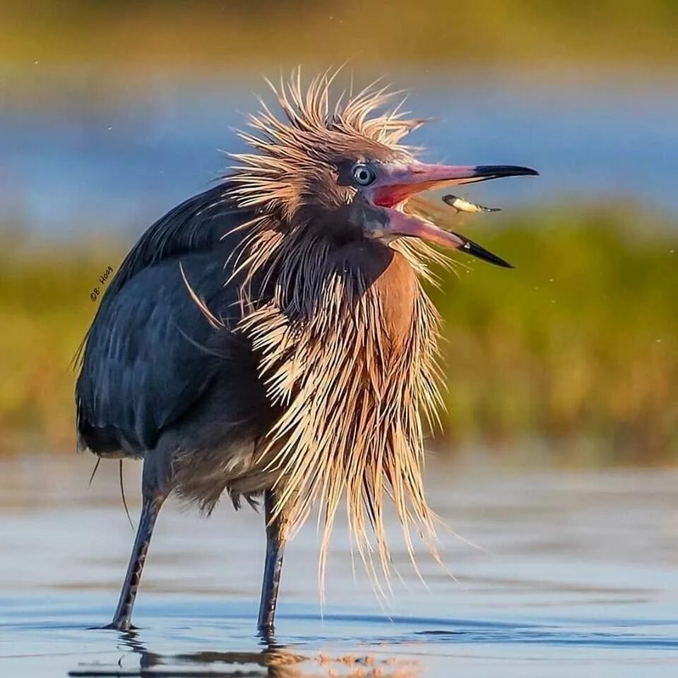 Пернатые мохнатые. Reddish Egret птица. Молотоглав птица. Молотоглав птенец. Цапля молотоглав.