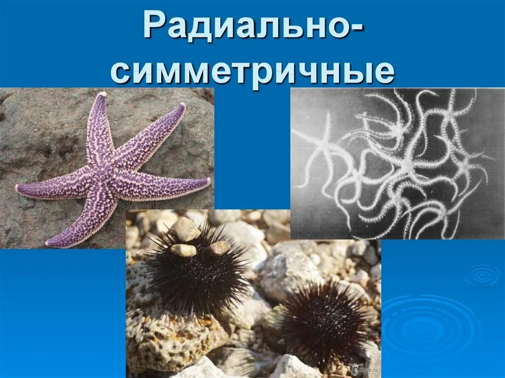 Губки и Кишечнополостные. Кишечнополостные моллюски. Радиальная симметрия в природе. Лучевая симметрия в природе.