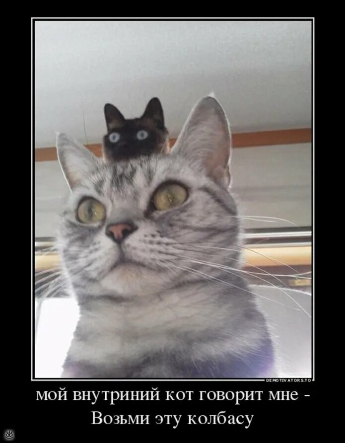 Прикол кот говорит. Котик говорит. внутренний кот. кот рассказывает. смешные котики которые говорят.