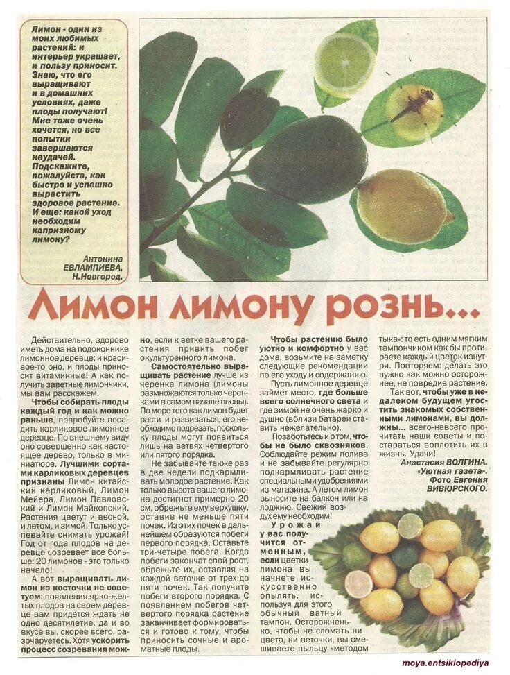 Сколько весит трава