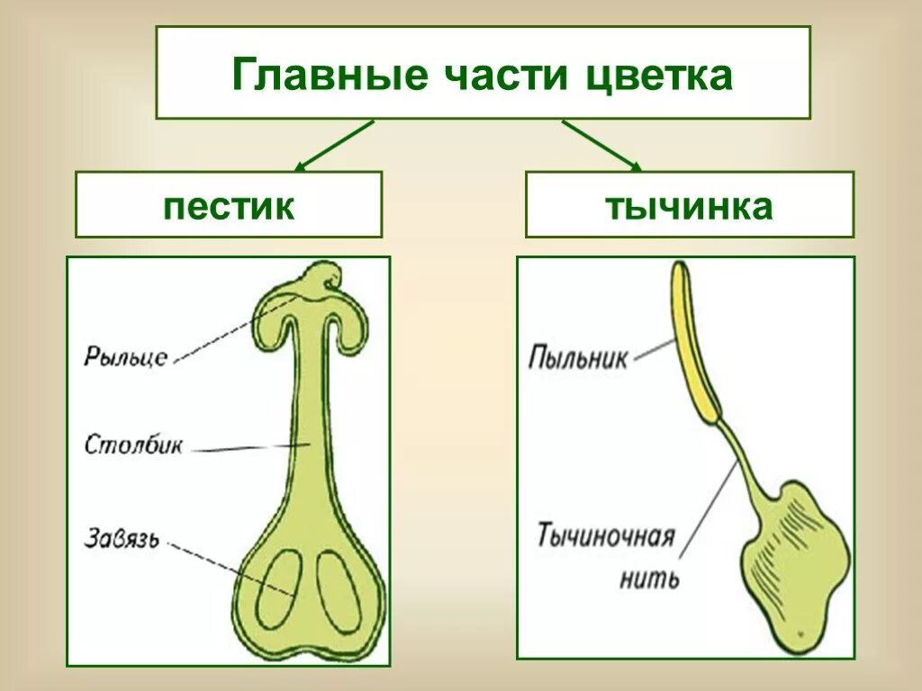 Главные части цветка это пестик и тычинка. Из чего состоит пестик. Строение цветка пестик строение. Строение растения тычинка пестик.