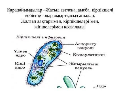 Porno video tomosha ikki ayol bir erkak