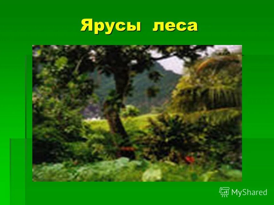 Природное сообщество лес ярусы. Ярусы леса. 5 Ярус леса. Природное сообщество лес. Растения Нижнего яруса леса.