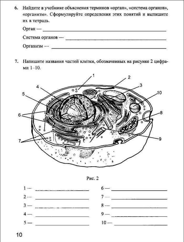 Напишите названия на рисунке. Название частей клетки. Клетка организма строение. Напиши название частей клетки. Назовите части клетки обозначенные цифрами на рисунке.