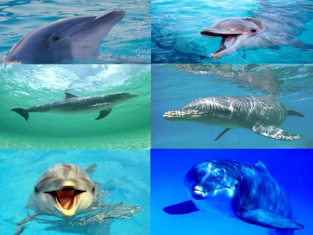 Черноморская афалина. Длинномордый дельфин. Коричневый дельфин. Дельфин-афалина. Какие бывают дельфины цветом.