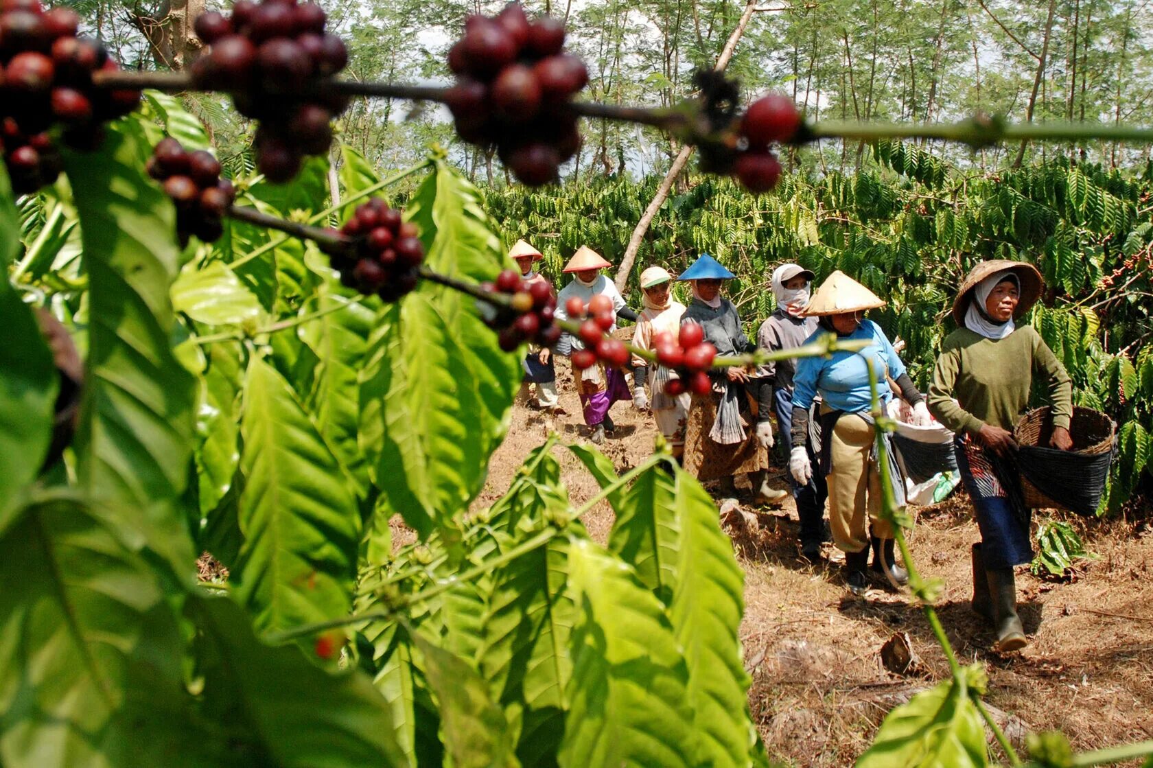 Кофейное дерево бразилия. Коста Рика кофейные плантации. Плантации кофе в Бразилии. Индонезия кофейные плантации. Кофейные плантации в Бразилии.