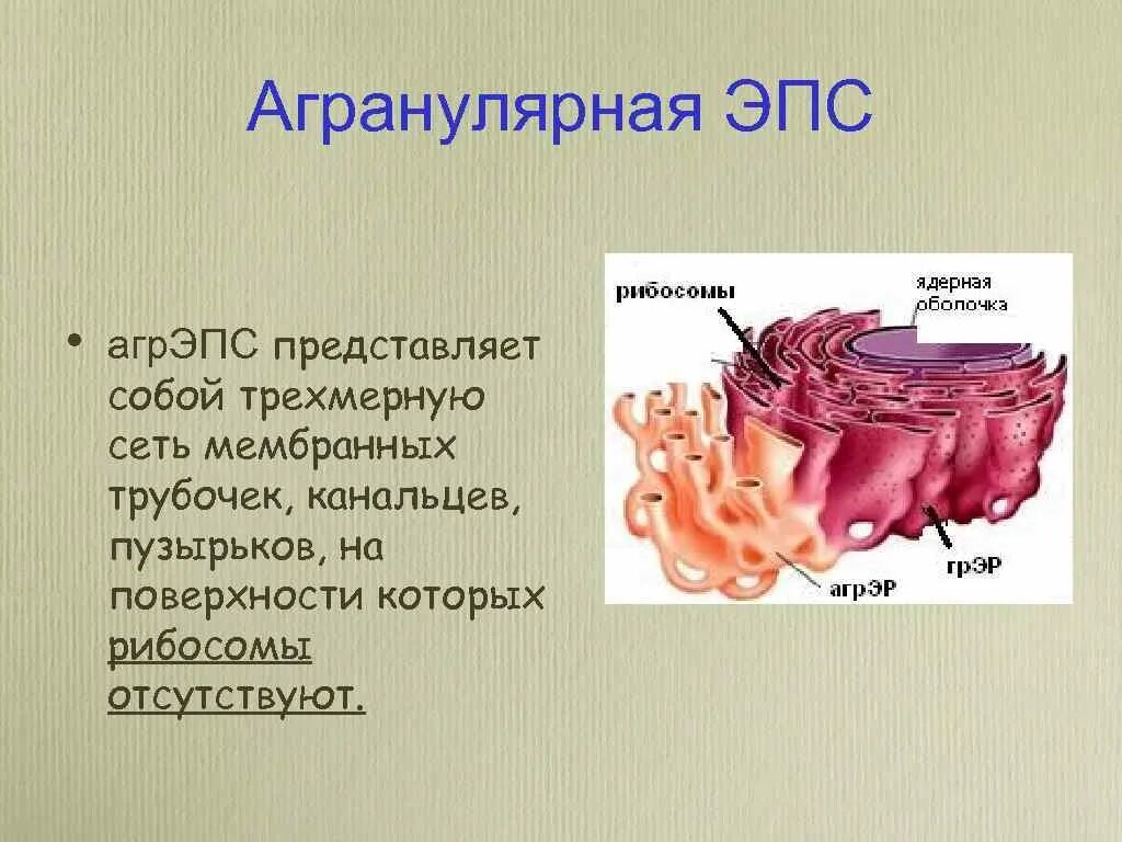 Агранулярная ЭПС. Агранулярная гладкая ЭПС. Строение агранулярной ЭПС. Агранулярная эндоплазматическая сеть.