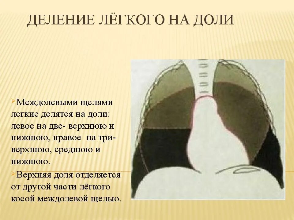 Правое легкое. Легкое строение анатомия сегменты. Доли легкого делятся на. Доли левого легкого. Доли правого легкого.