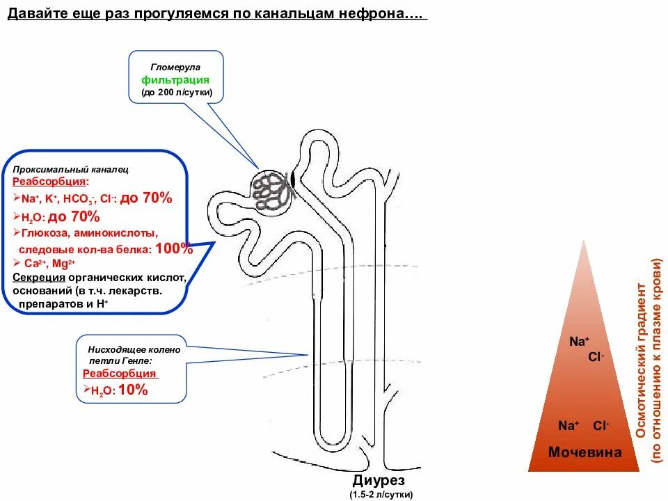 Белковые канальцы. Строение нефрона почки реабсорбция. Нефрон схема фильтрации и реабсорбции. Строение нефрона реабсорбция фильтрация. Схема фильтрации в нефроне.