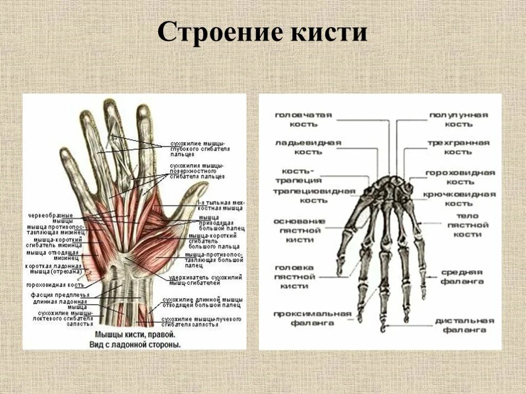 В кисти имеется