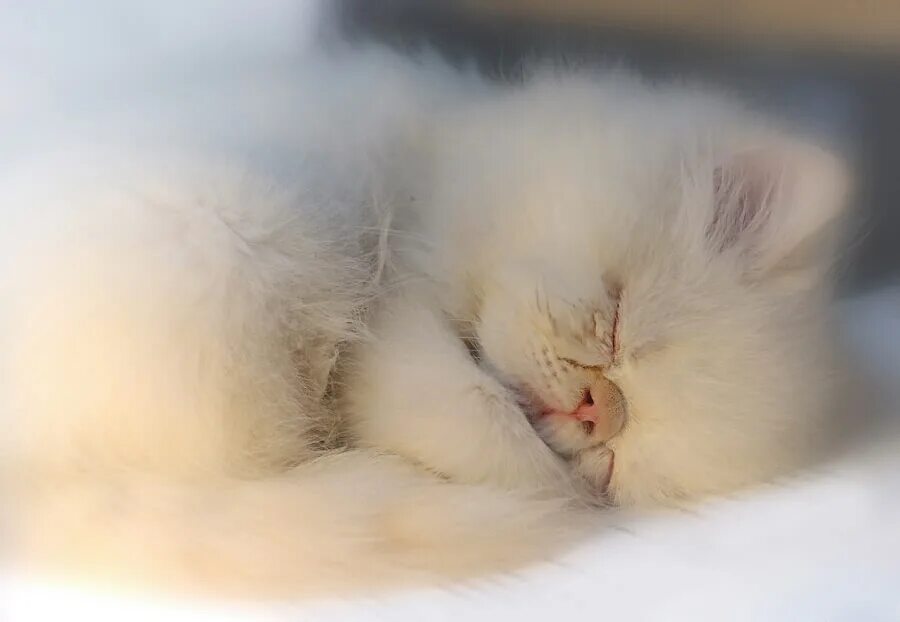 Доброе мягкое нежное. Спящие котята. Спящий котенок. Спящий пушистый котенок. Нежная кошка.