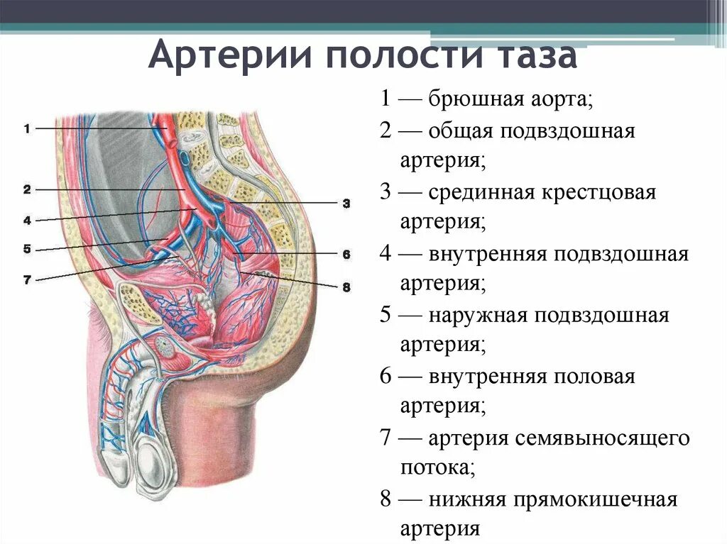 Подвздошная Вена малого таза. Внутренняя половая артерия. Сосуды малого таза анатомия. Кровообращение малого таза у женщин