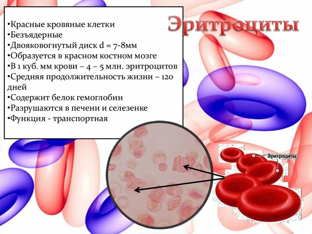 Место разрушения клеток крови. Эритроциты двояковогнутые. Эритроциты безъядерные клетки. Двояковогнутые клетки крови. Продолжительность жизни эритроцитов.