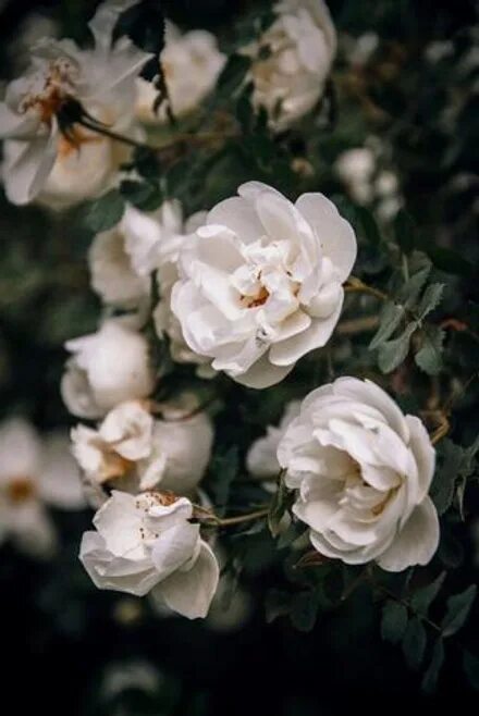 Дикая роза фото Free Images : flower, flowering plant, petal, pink, rose family, rosa rugosa, sk