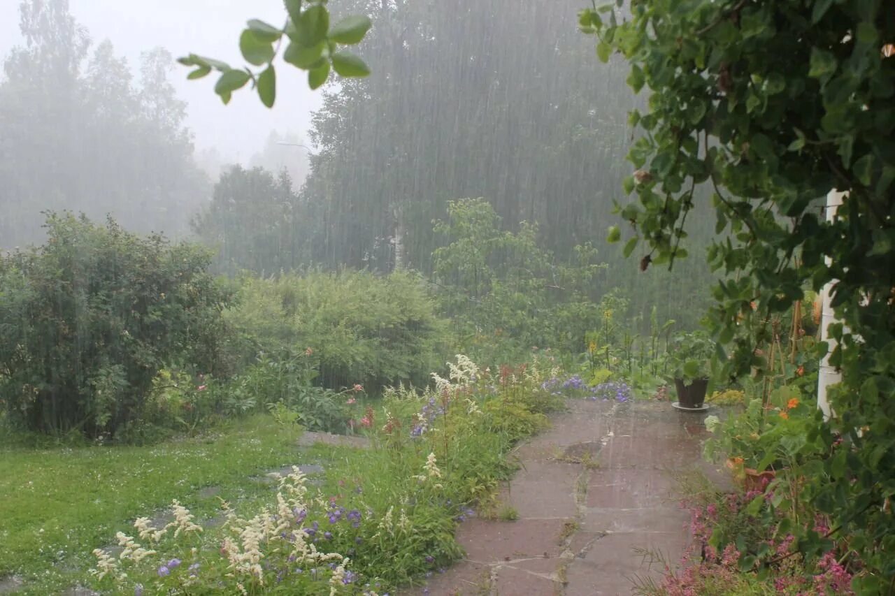 После дождя завелся. Летний дождь в саду. Сад после дождя. Летний ливень в саду. Сад летом дождь.