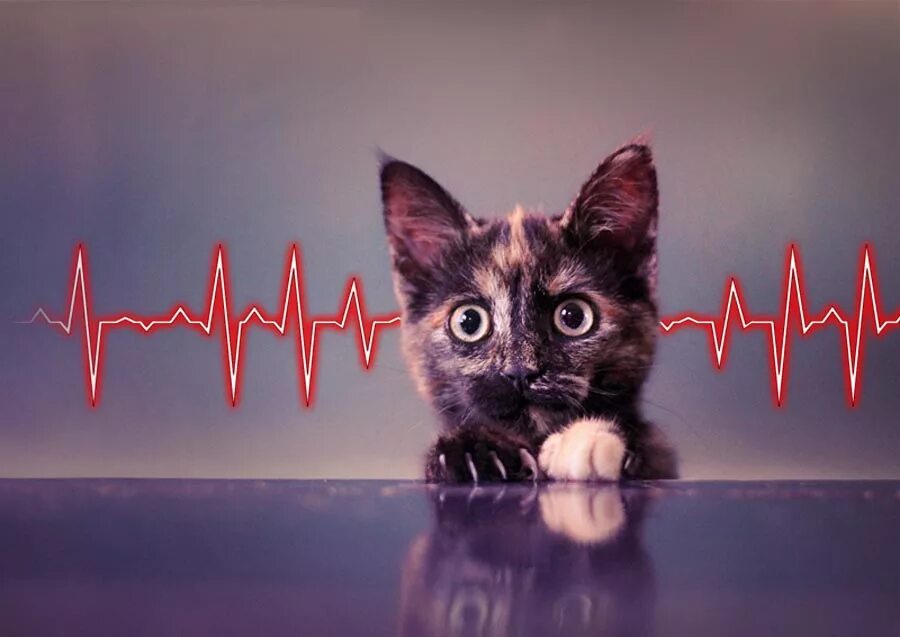 Сердцебиение у котят. Сердцебиение кота. пульс у кота. кот с сердцем.