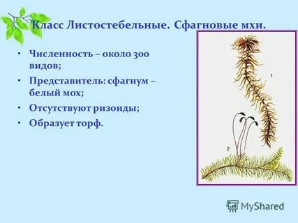 Заросток листостебельного мха