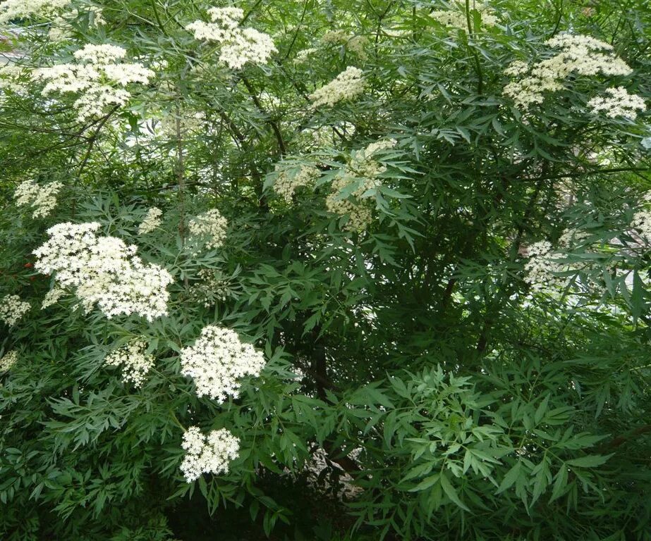Цвет бузины и акации. Бузина канадская акутилоба. Sambucus nigra marginata. Бузина sambucus. Бузина акация.