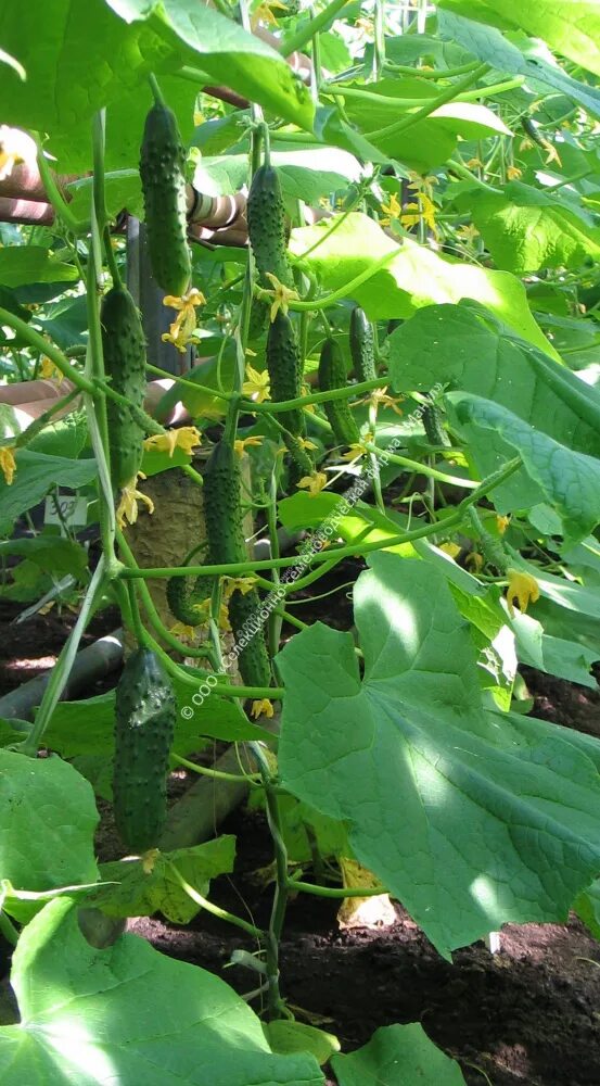 Огурец бабушкин секрет f1 аэл. Диаметр огурца. Огурец бабушкин секрет аэлита. Огурец f1 квартирант. Огурец секрет фирмы f1 10 шт манул.