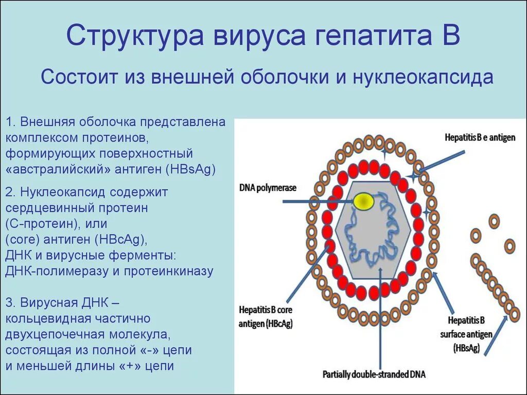 Гепатит количество вирусов. Строение вируса гепатита б. Вирус гепатита b строение вириона. Строение вириона гепатита в. Структура вириона вируса гепатита в.