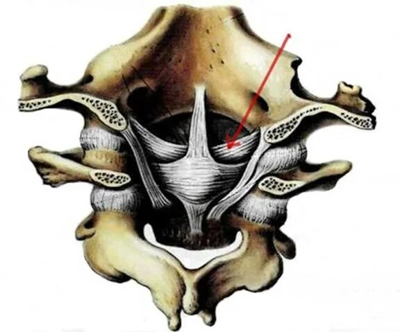 Атланто затылочный сустав анатомия. Соединение атлантозатылочный сустава. Атлантозатылочный сустав связки. Атланто затылочные суставы позвоночника.