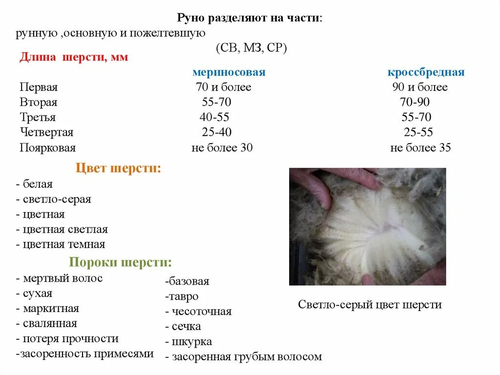 Пороки шерсти. Классификация овечьей шерсти. Классификация шерсти овец. Пороки шерсти овец.