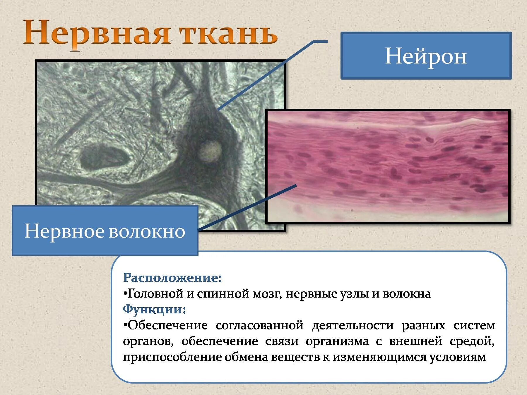 Местоположение клетки