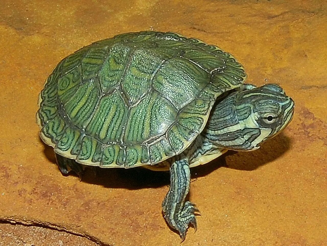 Красноухая черепаха сухопутная. Среднеазиатская красноухая черепаха. Trachemys scripta troostii. Камберлендская черепаха.