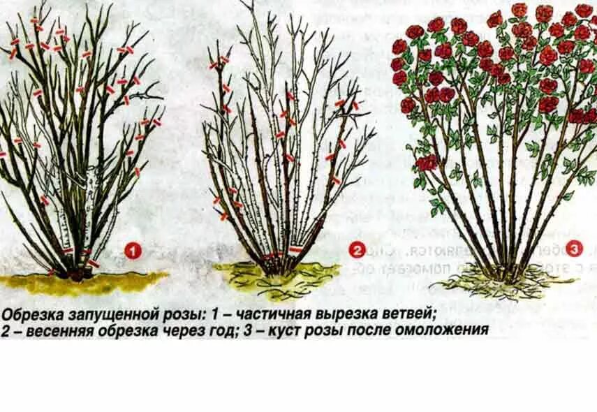 Формировка куста плетистой розы. Спирея Бумальда обрезка осенью. Как ухаживать за шиповником. Как ухаживать за плетистой розой